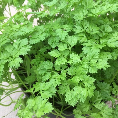 Chervil Seeds - 1000 Count for Home Gardening & Sprouting | COOL BEANS N SPROUTS Brand | Perfect for Herb Gardens, Indoor Planting & Culinary Use
