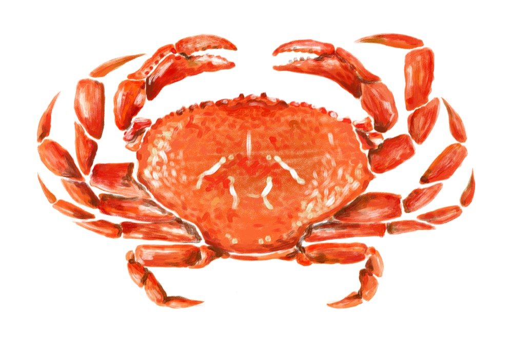 Dungeness Crab Watercolor Art Print - Giclee Gallery Quality 16x24 Wall Decor - Coastal Home Decor & Travel Poster for Beach House & Seafood Restaurant