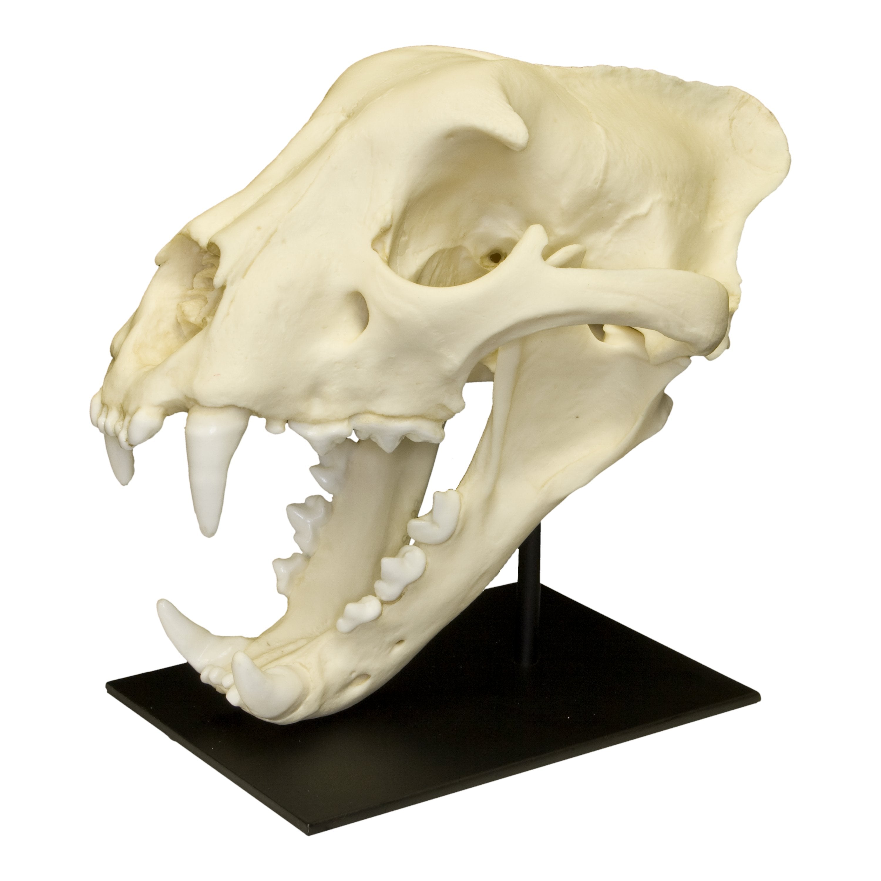 Authentic Replica Jaguar Skull - Handcrafted Animal Skull Decor for Home, Office & Halloween Decorations | Unique Gothic & Horror Theme Display Piece