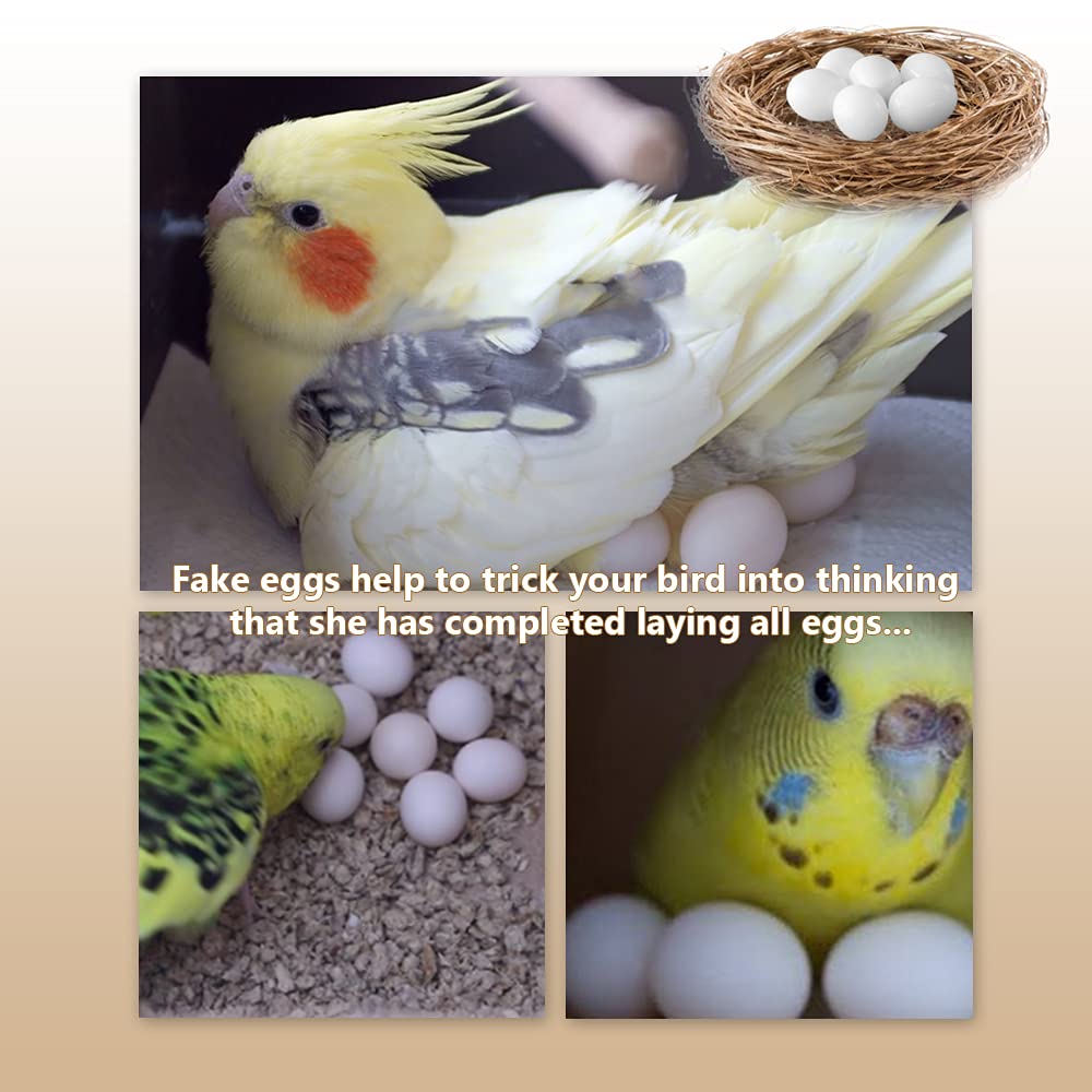 MESINURS 10-Pack Solid Plastic Eggs for Parrots - Stop Birds from Laying, Hatching Replacement Eggs | Perfect for Bird Breeding, Nesting Control & Training | Ideal for Aviaries, Pet Stores & Bird Owners