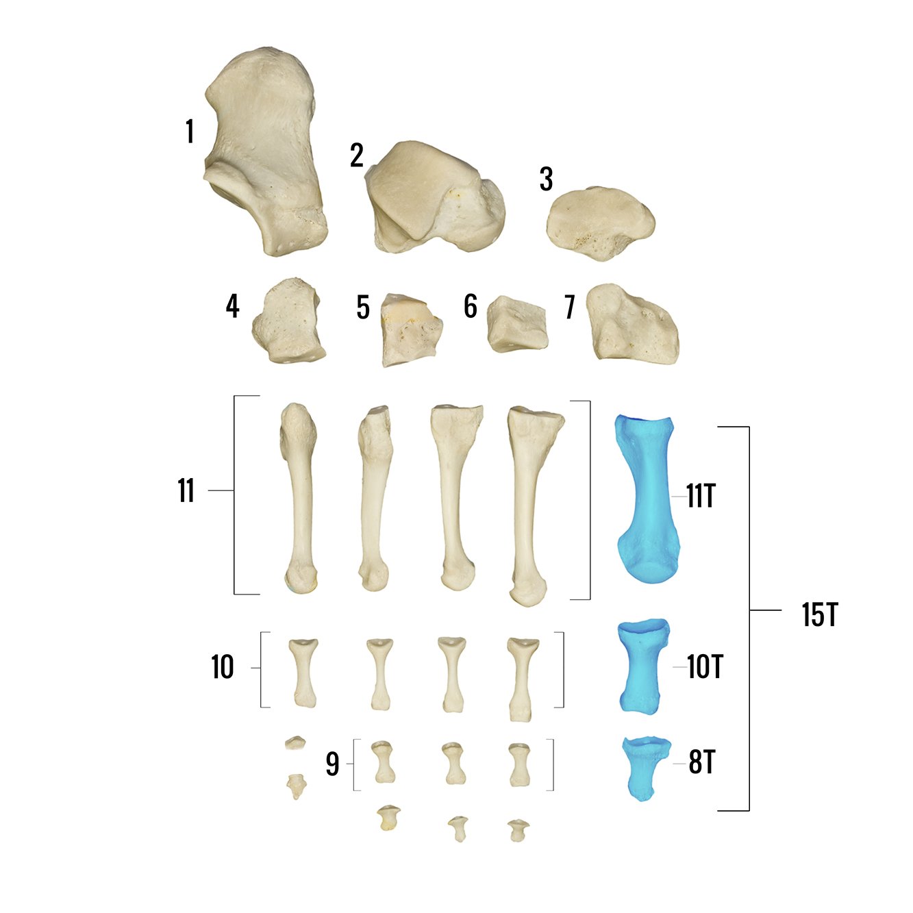 Real Human Foot Skeleton Model - Anatomically Accurate Individual Bones for Medical Study, Education & Display