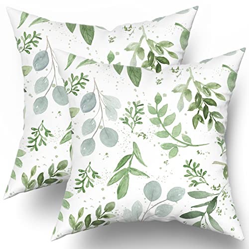Eucalyptus