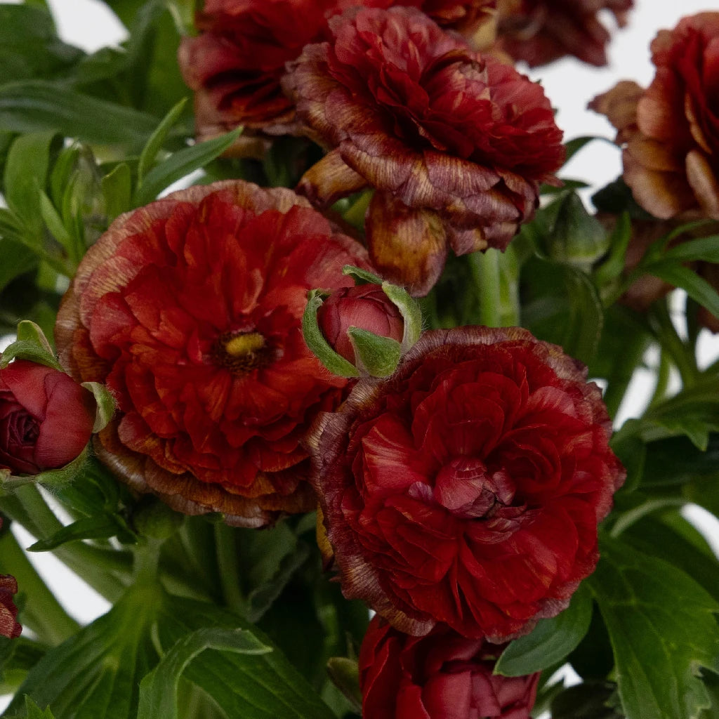 Brick Red Butterfly Ranunculus Flowers - Vibrant Artificial Floral Decor for Weddings, Home & Office Arrangements