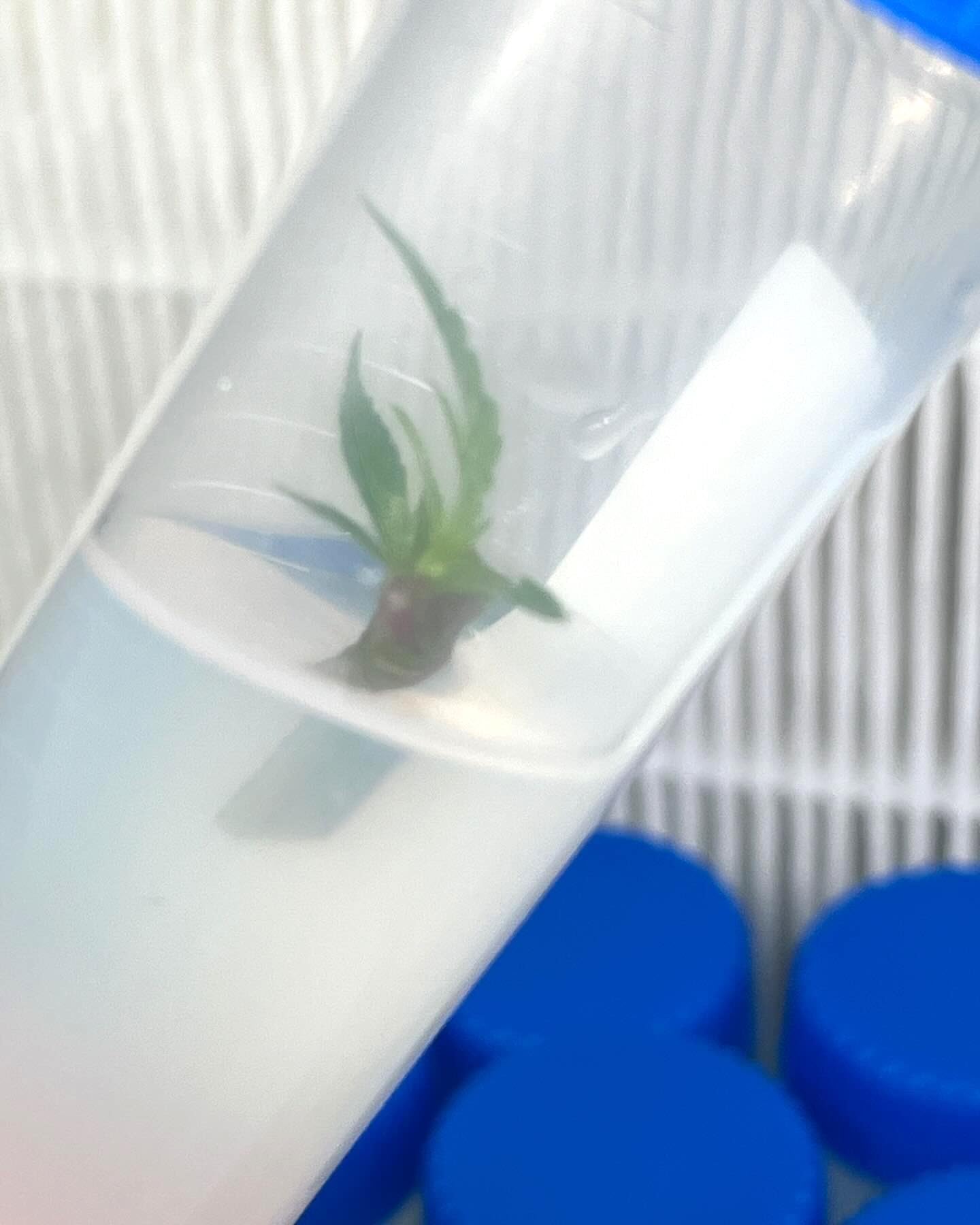 Premium Cannabis Cloning Tissue Culture Kit - Complete Set with Guide, Growth Media, Sterile Containers & Tools for Home Growers & Hydroponics Enthusiasts | Perfect for Indoor Gardening, Plant Propagation & DIY Cloning Projects