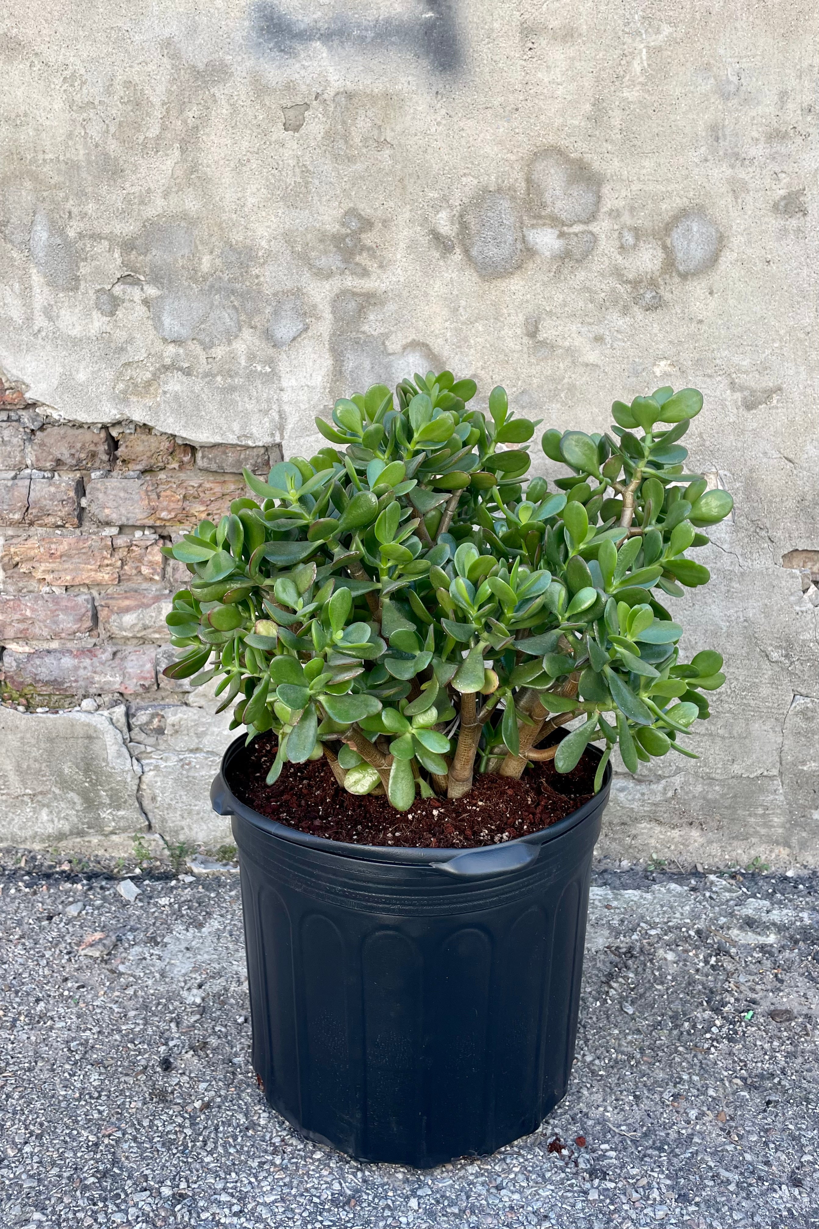 Crassula Ovata Jade Plant - 14 Inch Potted Succulent for Home, Office, and Garden Decor | Perfect for Indoor Greenery and Feng Shui