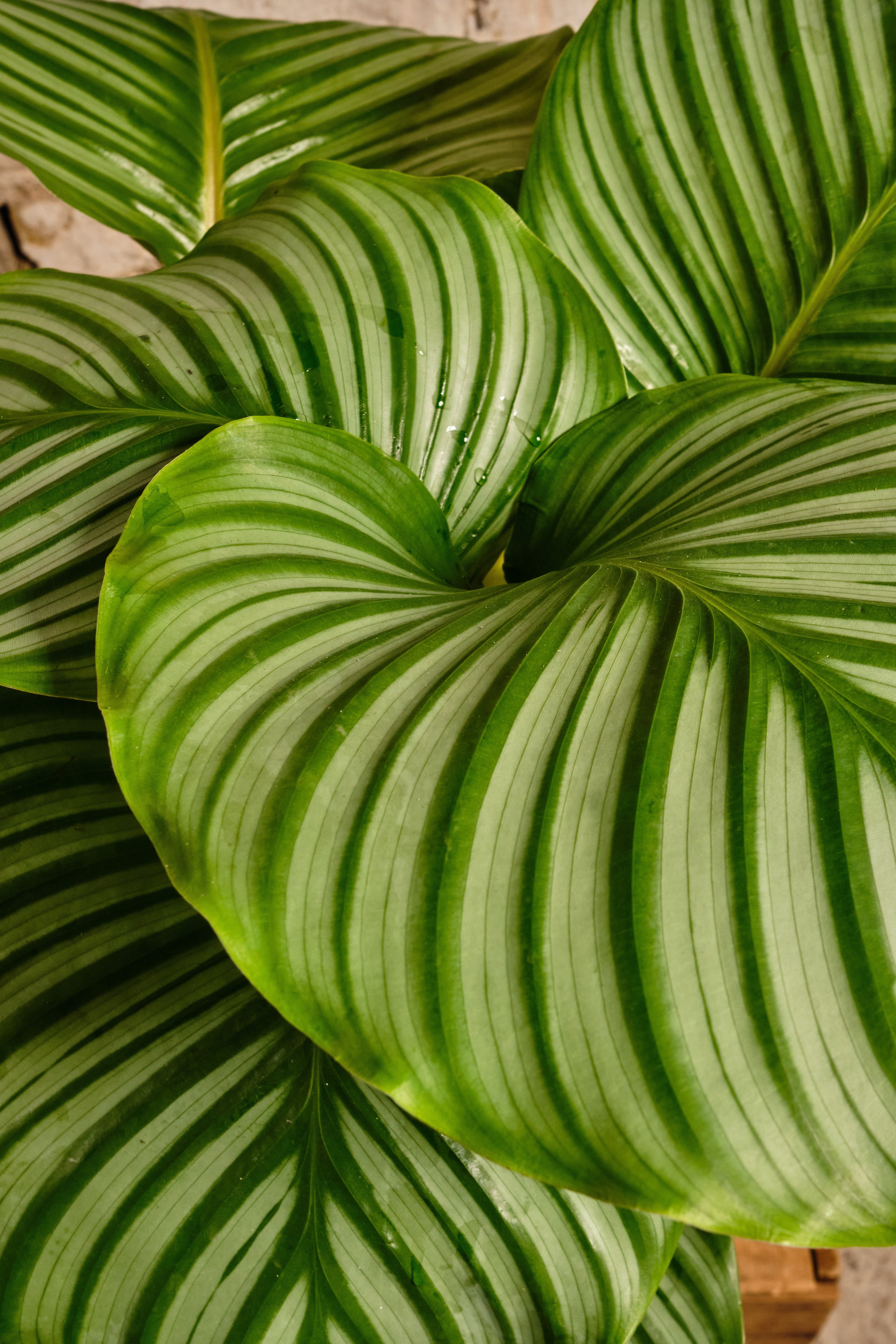 Calathea Orbifolia Prayer Plant - Large Tropical Houseplant with Striking Leaf Patterns - Perfect for Home, Office & Indoor Decor