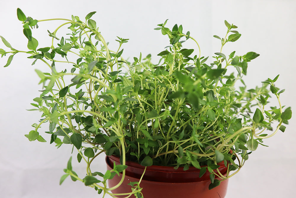 Organic Thyme - Fresh & Fragrant Culinary Herb for Cooking, Seasoning & Tea - Perfect for Soups, Stews, Roasts & Herbal Infusions