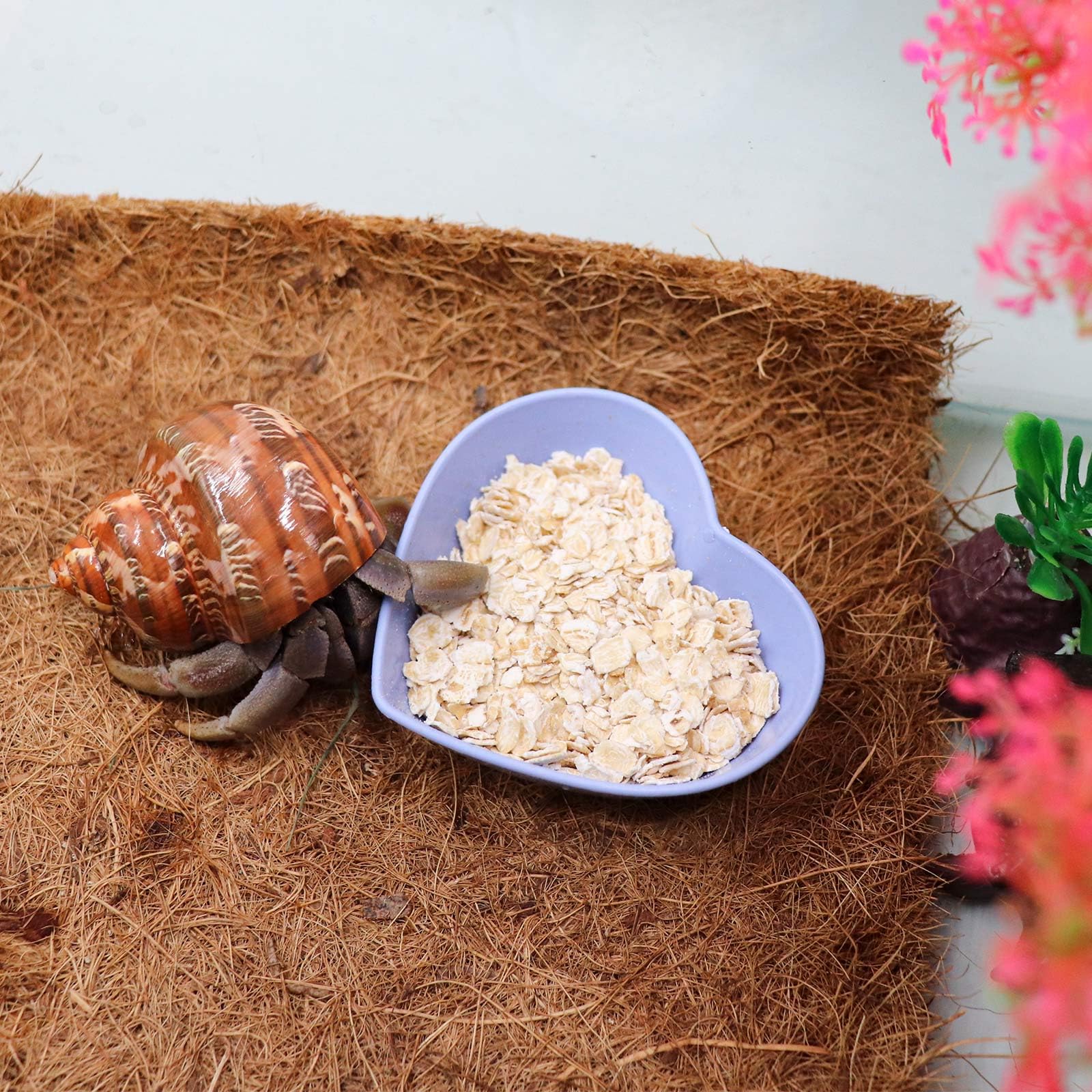4 Pack Hermit Crab Plastic Food & Water Dishes - Mini Feeding Bowl Kit for Hermit Crabs, Tarantulas, Snails - Perfect for Reptile Terrariums and Small Pet Habitats