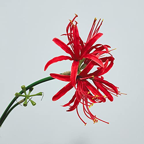 Red a