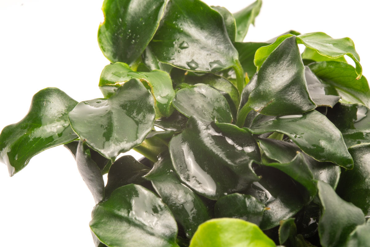 Anubias Barteri Dark Angel Aquatic Plant - Live Freshwater Aquarium Plant for Fish Tanks, Low Light & Easy Care - Perfect for Aquascaping, Shrimp Tanks & Natural Decor