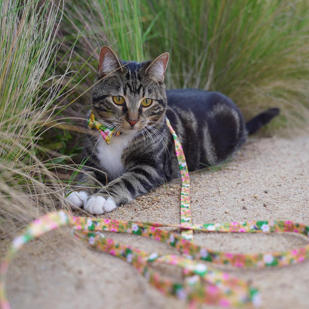 Summer Sunrise Cat Lead - Adjustable Cat Harness & Leash Set for Walking, Training - Perfect for Outdoor Adventures, Park Visits & Travel