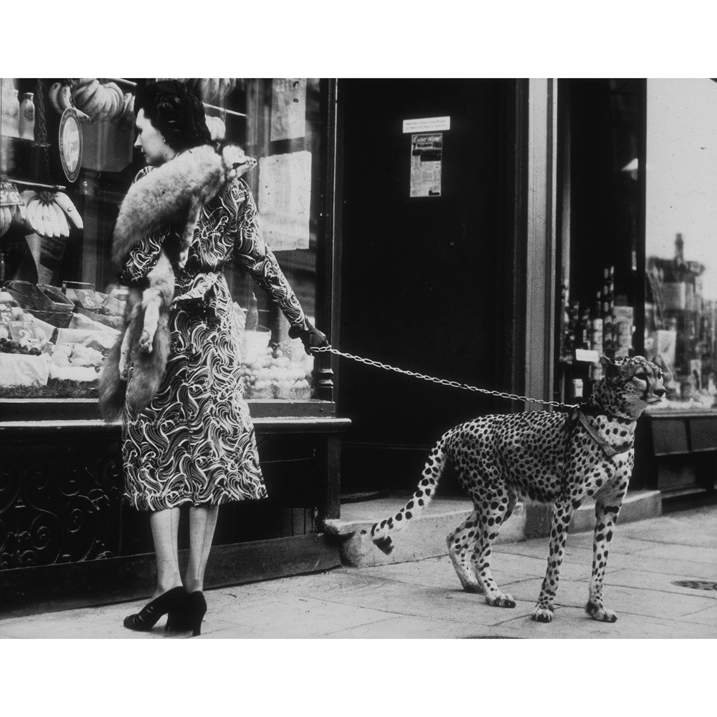 Cheetah Shopping from Getty Images - High-Quality Wildlife Stock Photos for Websites, Blogs & Marketing