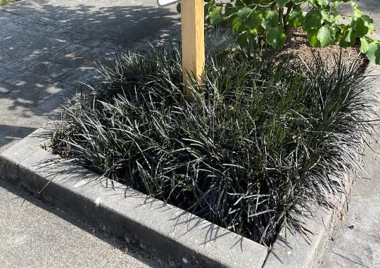 20 Black Mondo Grass Plants - Ornamental Bare Root Perennials for Landscaping, Borders & Container Gardens