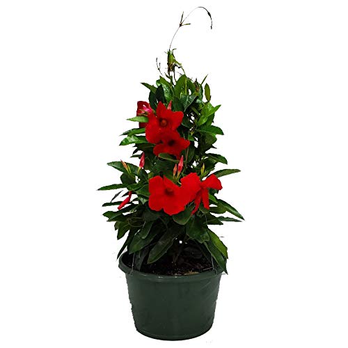Red Mandevilla Tropical Plant Live Hanging Basket - 12