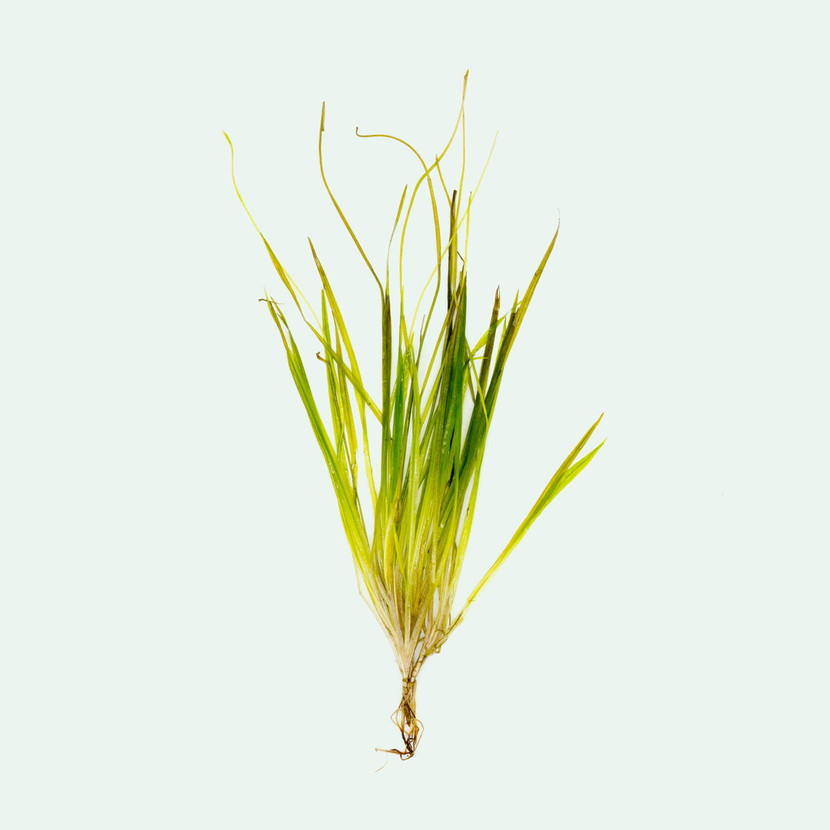 Blyxa Aubertii Aquatic Plant for Freshwater Aquariums - Perfect for Aquascaping, Fish Tanks & Underwater Gardens
