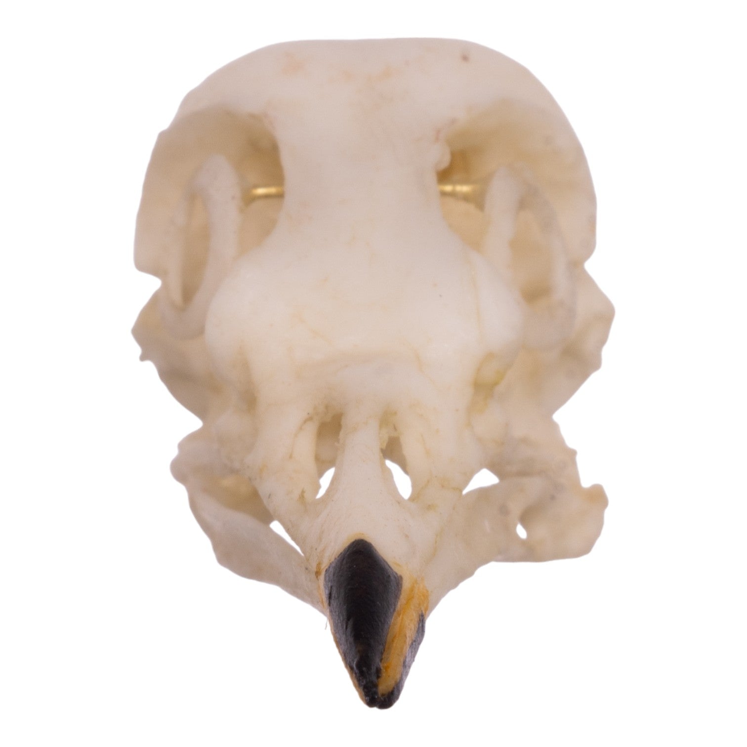 Authentic Replica American Robin Skull - Realistic Bird Skull Model for Science Education, Halloween Decor & Taxidermy Display