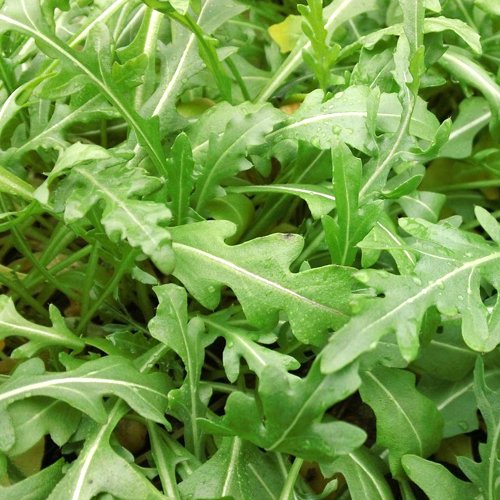 Bulk Organic Arugula Seeds (5 Lbs) - Non-GMO, Heirloom, Fast-Growing for Home Garden, Salad Greens & Microgreens - Perfect for Indoor Hydroponics, Outdoor Planting & Healthy Eating