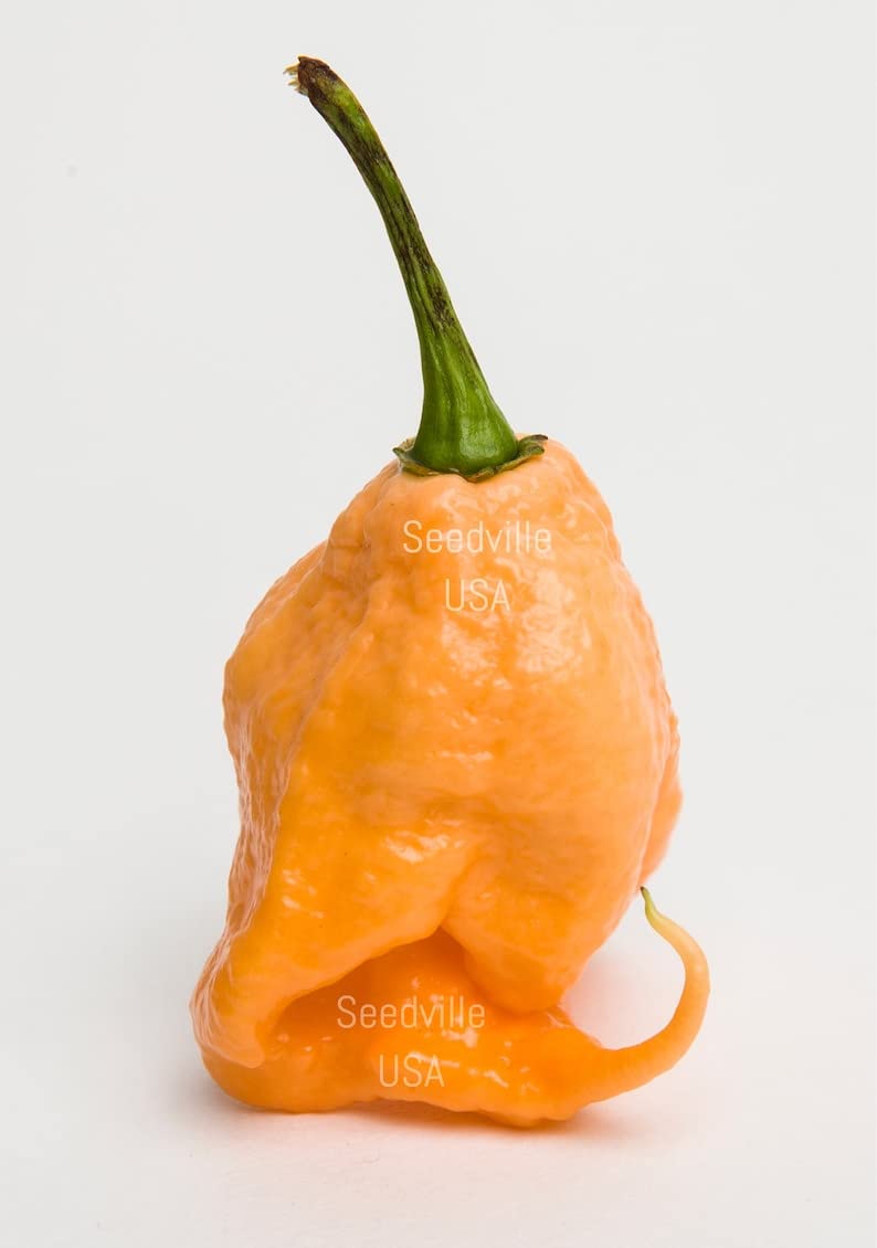10 Peach Carolina Reaper Pepper Seeds - World's Hottest Capsicum Chinense Chili for Home Gardening & Spicy Cooking