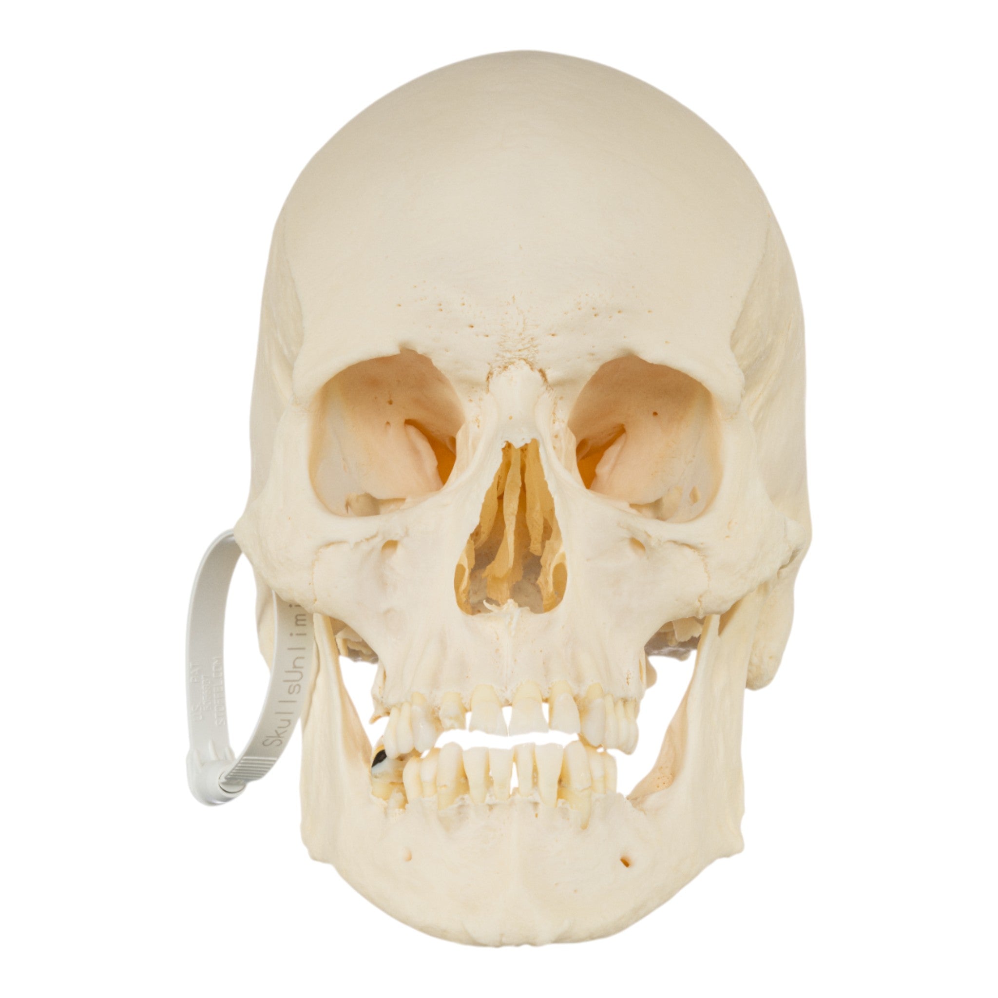 Premium Disarticulated Human Skeleton Model for Medical Education & Research - Ideal for Anatomy Study, Classroom Teaching & Scientific Display