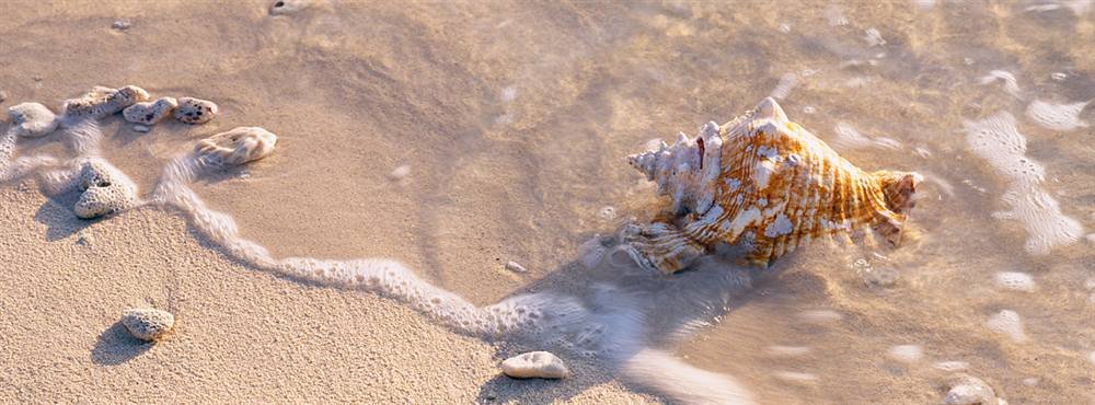 Peel & Stick Wall Murals - Conch Shell Beach Theme (60
