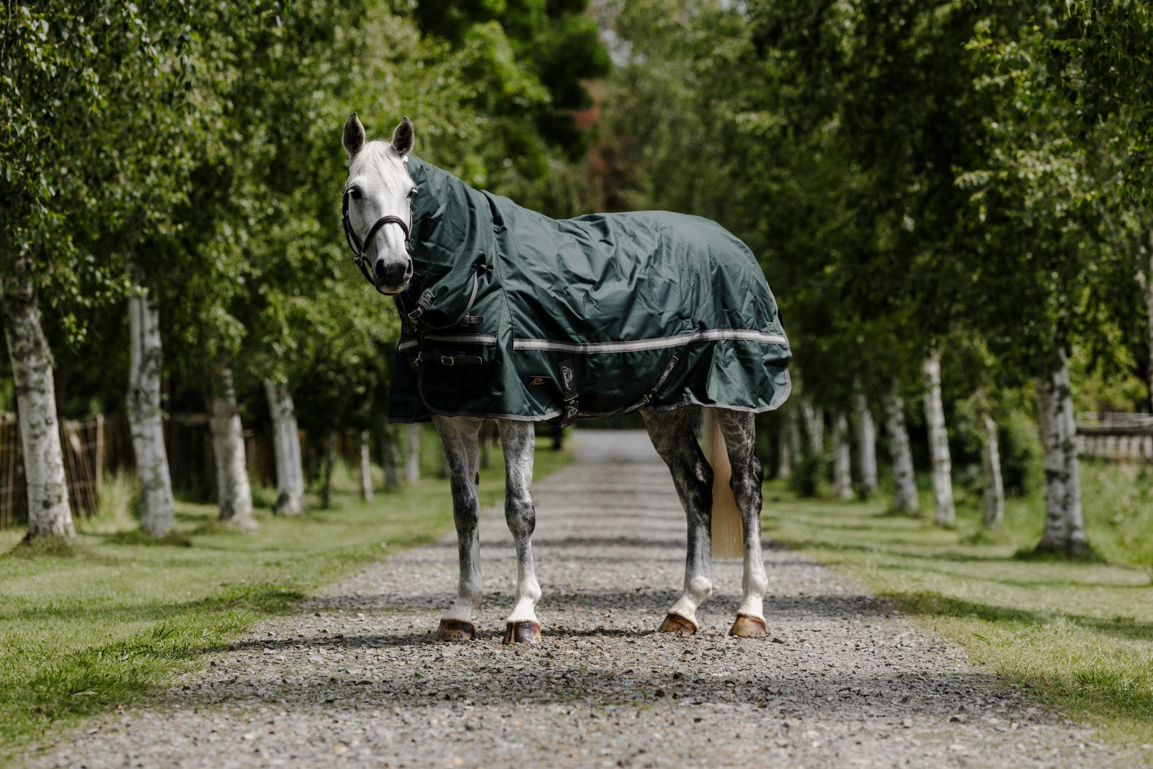 Cavallino Burghley 220gm Combo - Premium Equestrian Riding Gear for Dressage & Show Jumping | Perfect for Competitions & Training Sessions