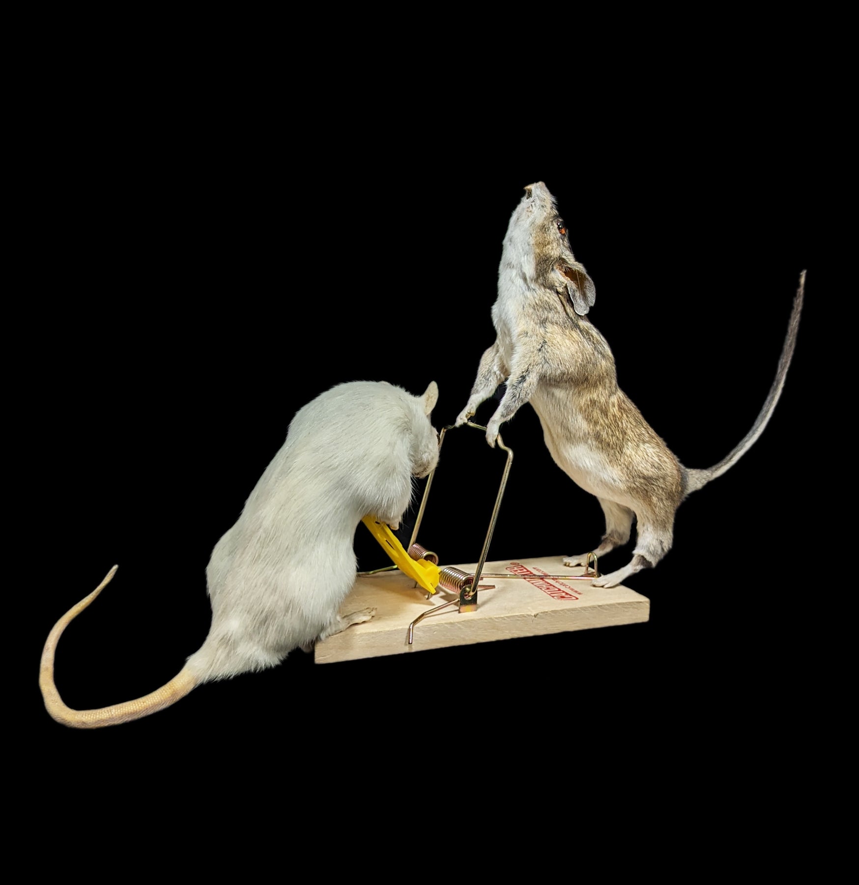 Trap Raiders Rat Pair Taxidermy - Realistic Mouse Taxidermy for Home Decor, Halloween Props, and Horror Movie Set Design