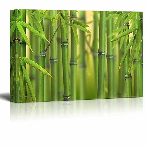 Bamboo Sprouts Forest