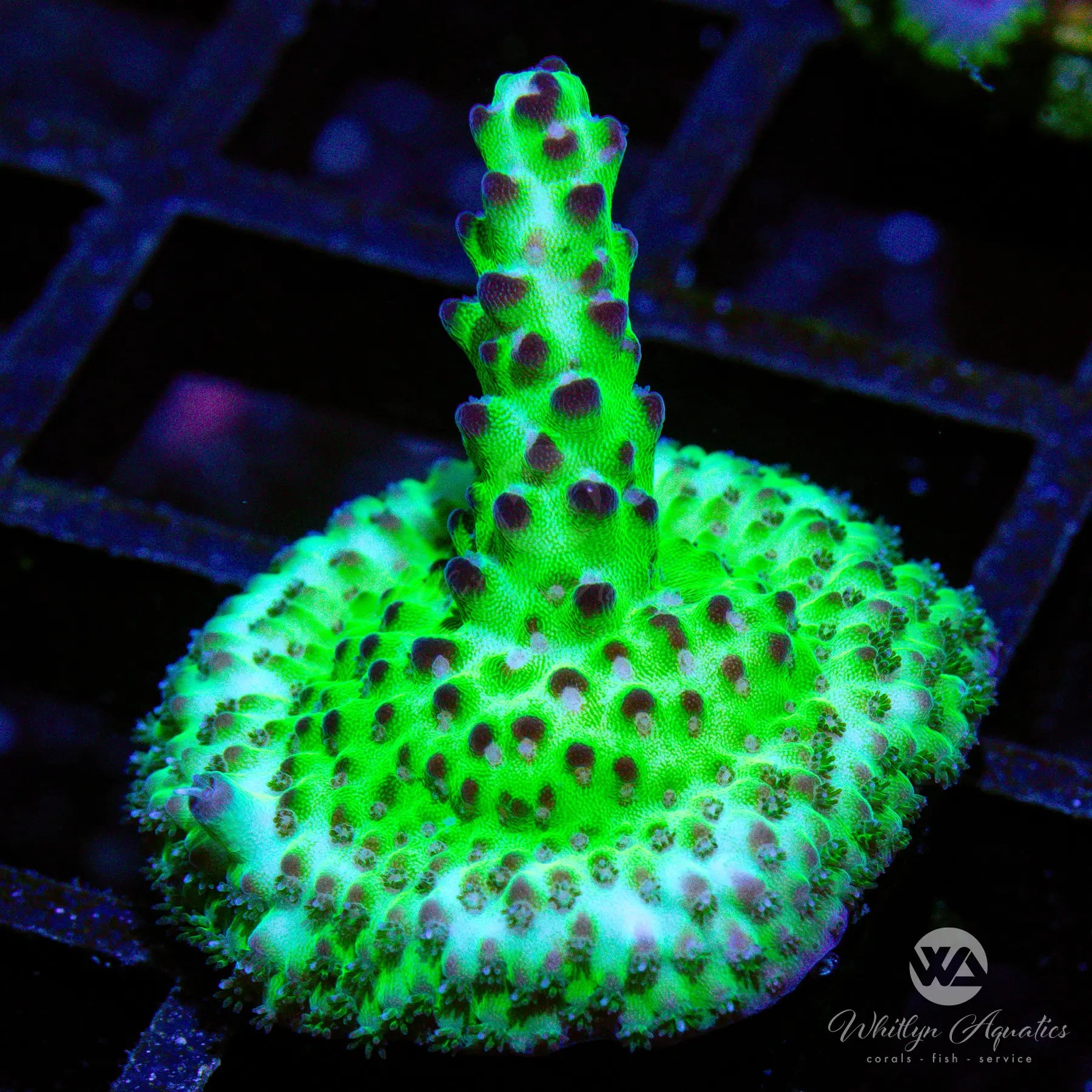 Premium WA Blueberry Shortcake Acropora Coral - Rare WYSIWYG Live Coral for Saltwater Aquariums | Perfect for Reef Tanks & Coral Frag Racks