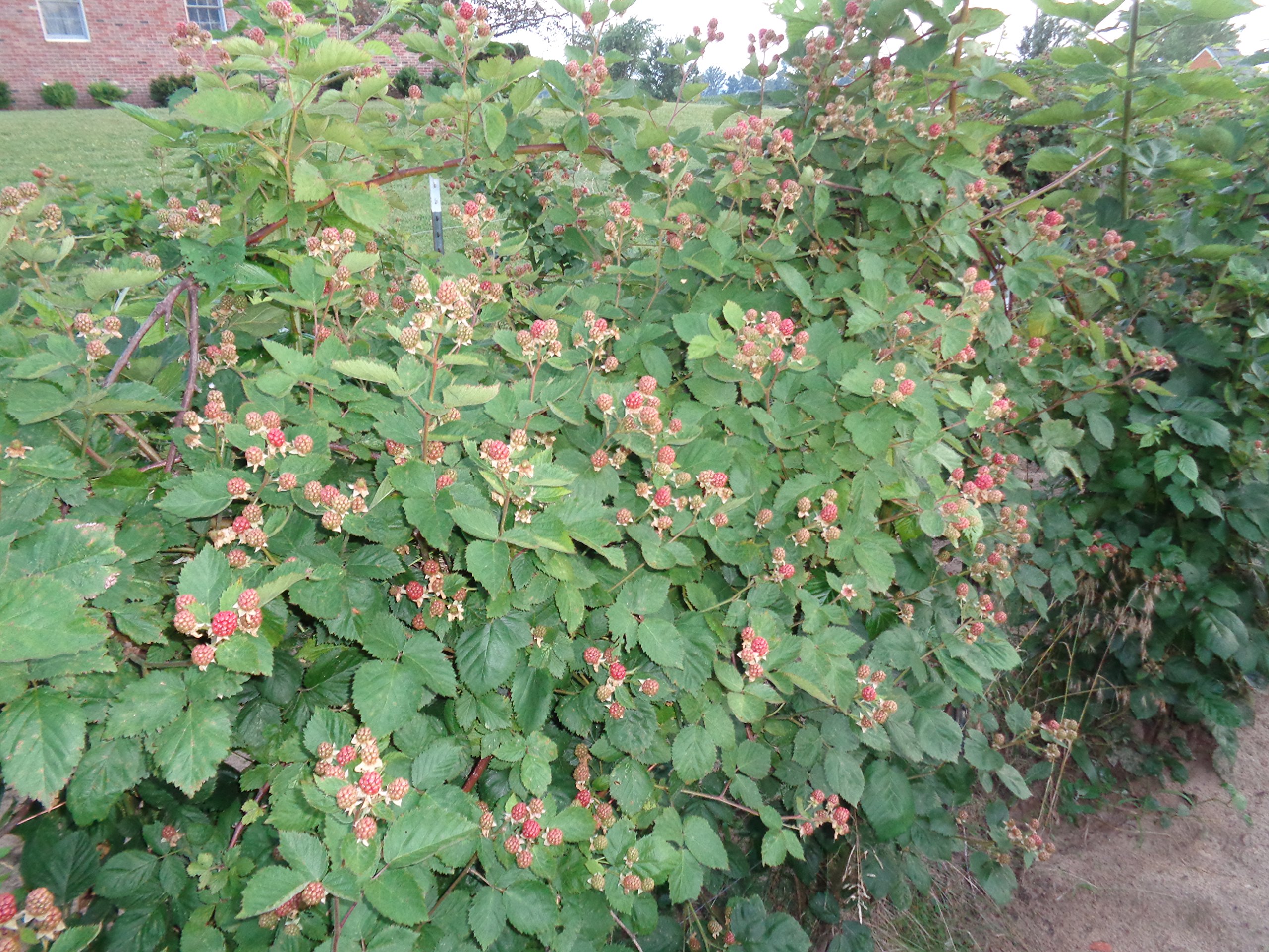5 Triple Crown Thornless Blackberry Plants - Bare Root - Sweet Juicy Berries for Home Garden, Fresh Eating, Jams & Baking - Fast Growing & High Yield