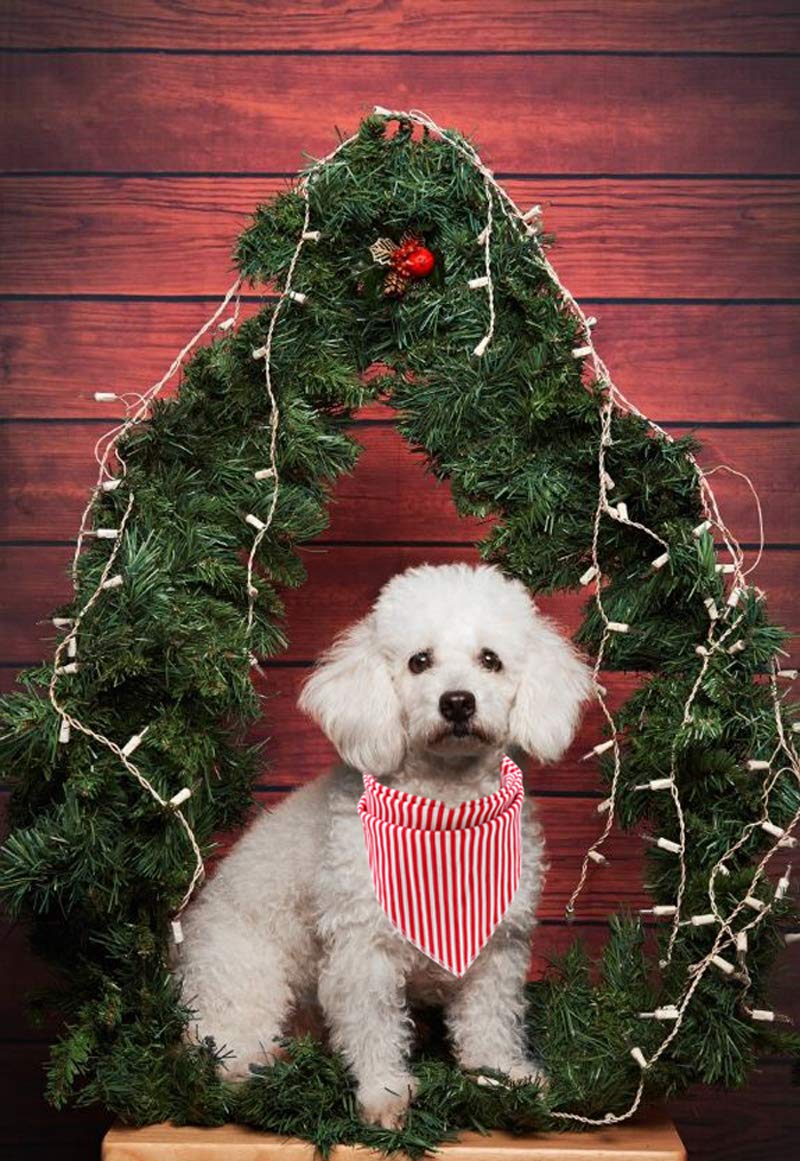 Lionet Paws Dog Bandana for Small Medium Large Dogs - Adjustable Pet Scarf for Cats & Dogs - Cute Triangle Kerchief Bib for Boy or Girl Pets - Perfect for Holidays, Birthdays & Outdoor Adventures