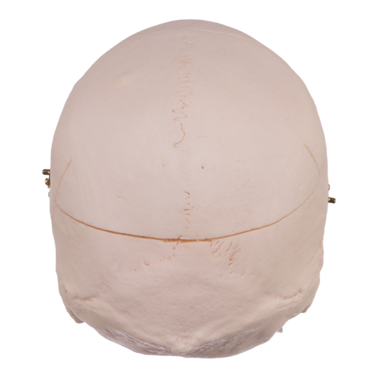 Premium Anatomical Human Skull Model - Accurate Medical & Educational Tool for Students, Doctors & Researchers | Perfect for Classroom, Lab & Study Use