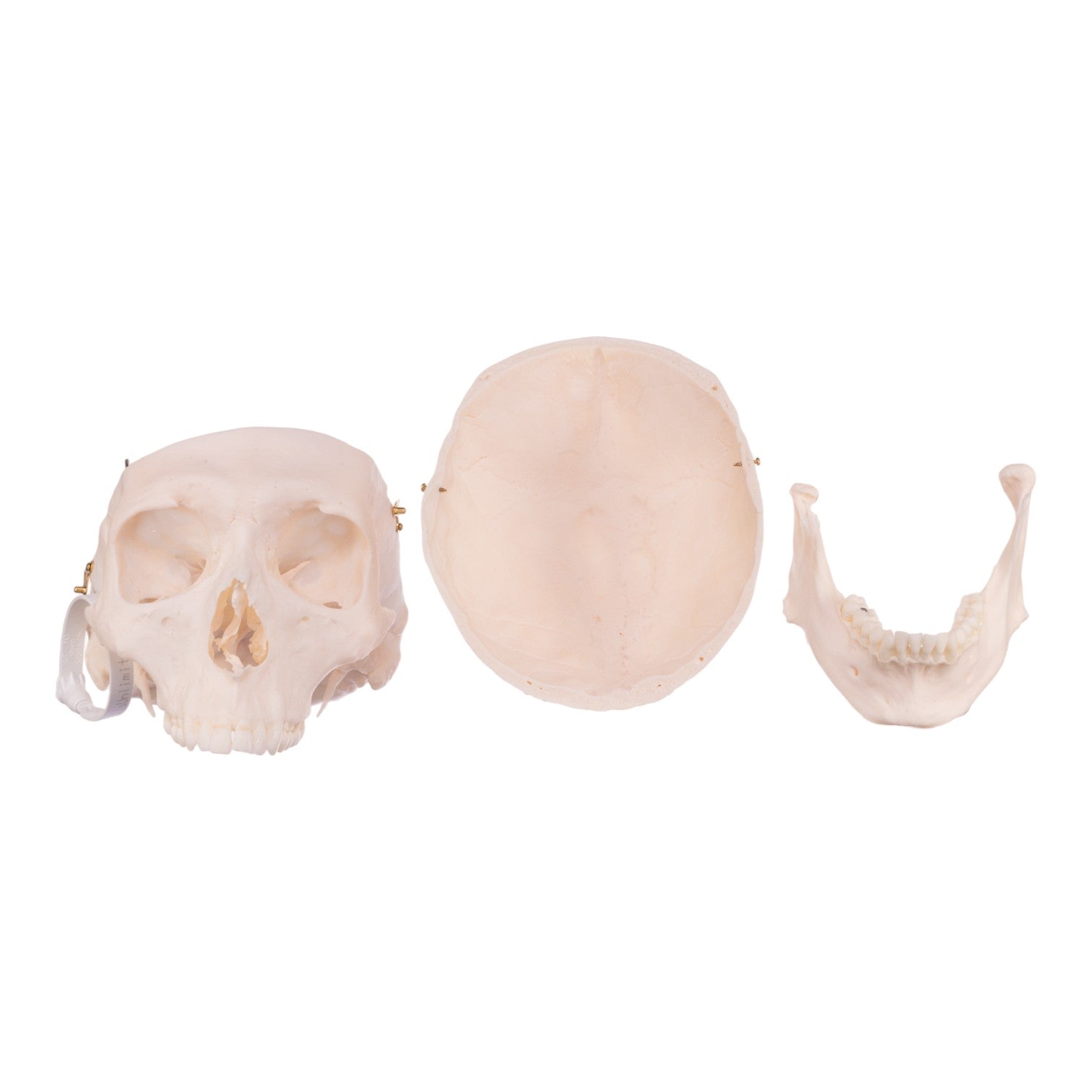 Premium Anatomical Human Skull Model - Accurate Medical & Educational Replica for Students, Doctors & Collectors - Perfect for Classroom Study, Medical Training & Halloween Decor