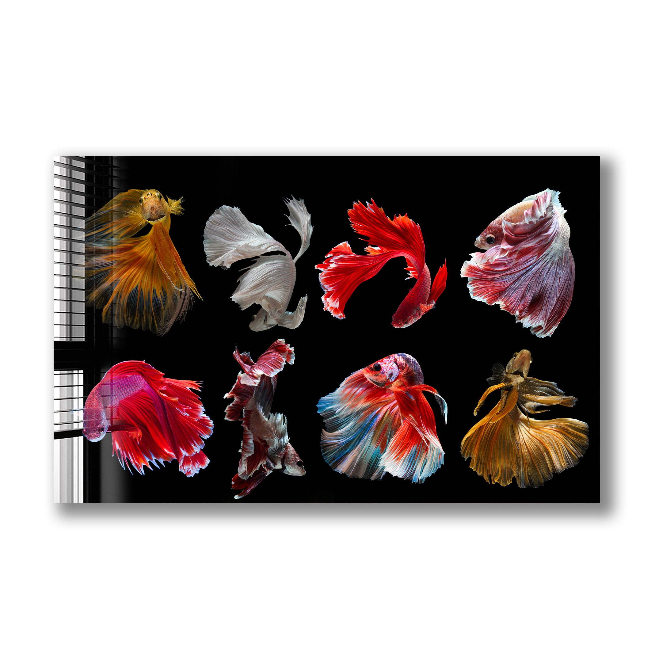 Beautiful Betta Fish for Sale - Live Siamese Fighting Fish for Aquariums & Fish Tanks | Perfect for Home Decor, Office Aquascaping & Pet Lovers
