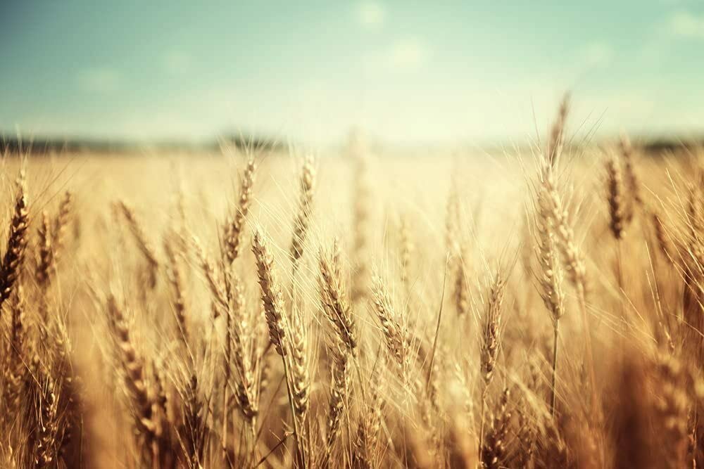 25 Lbs Winter Wheat Cover Crop Seeds - BTL Organic Deer & Turkey Food Plot Seed for Soil Erosion Control & Wildlife Attraction - Perfect for Fall Planting, Pasture Improvement, and Hunting Landscaping