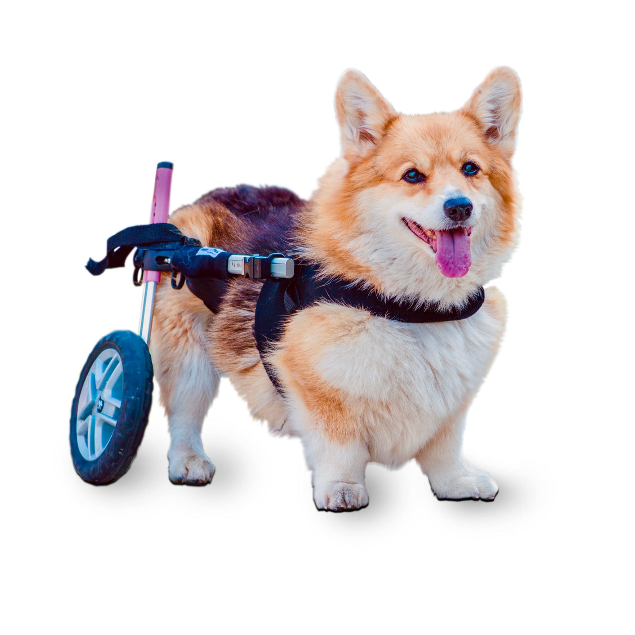 Walkin' Wheels Custom Dog Wheelchair - Vet Approved Mobility Aid for Hind Leg Paralysis | Adjustable Pet Wheelchair for Disabled Dogs | Perfect for Daily Walks, Rehabilitation & Outdoor Adventures