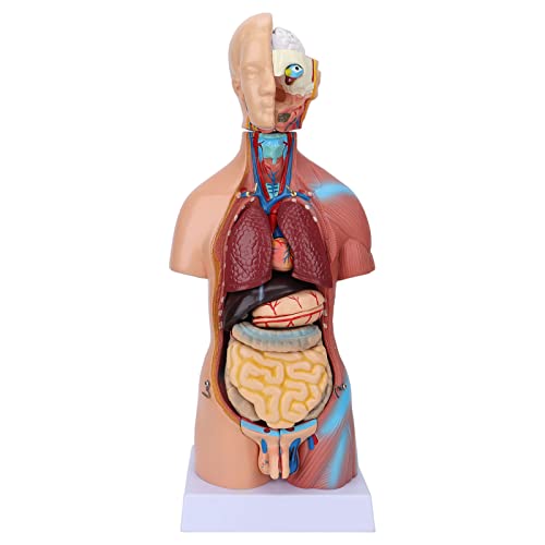 45cm Human Torso Body Anatomy Model - 11 Pcs Removable Organs for Medical Students, Doctors & Science Education | Perfect for Classroom Demonstrations, Medical Training & Home Study (17.7 Inches)