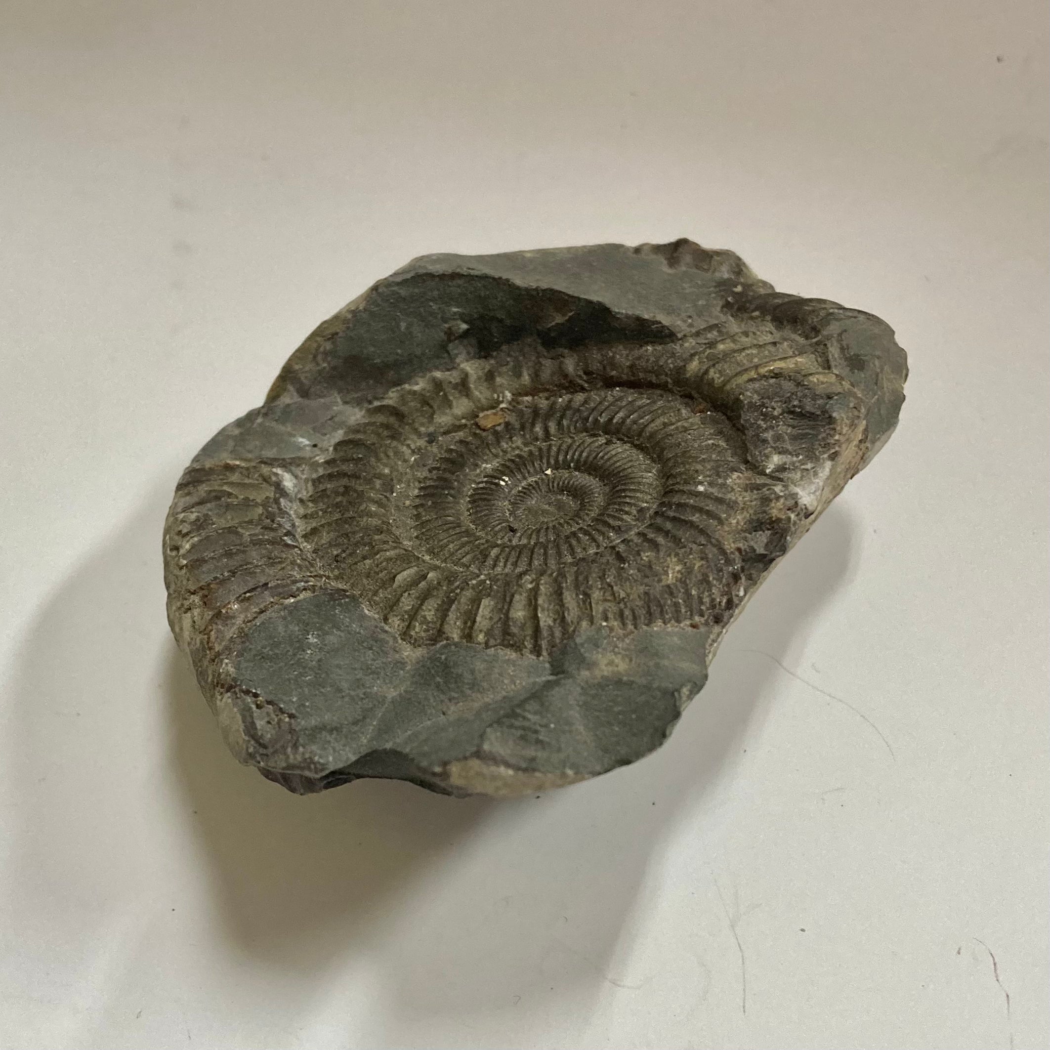 Authentic Ammonite Fossil - Dactylioceras sp. Specimen for Collectors, Home Decor & Educational Use | Perfect for Geology Enthusiasts, Classroom Display & Unique Gift Idea