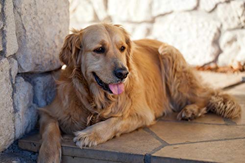 Calming Dog Chews for Anxiety & Stress Relief - Natural Tryptophan Treats to Reduce Aggression & Promote Relaxation - 2 Bottles (180 Chews) - Perfect for Fireworks, Travel & Vet Visits