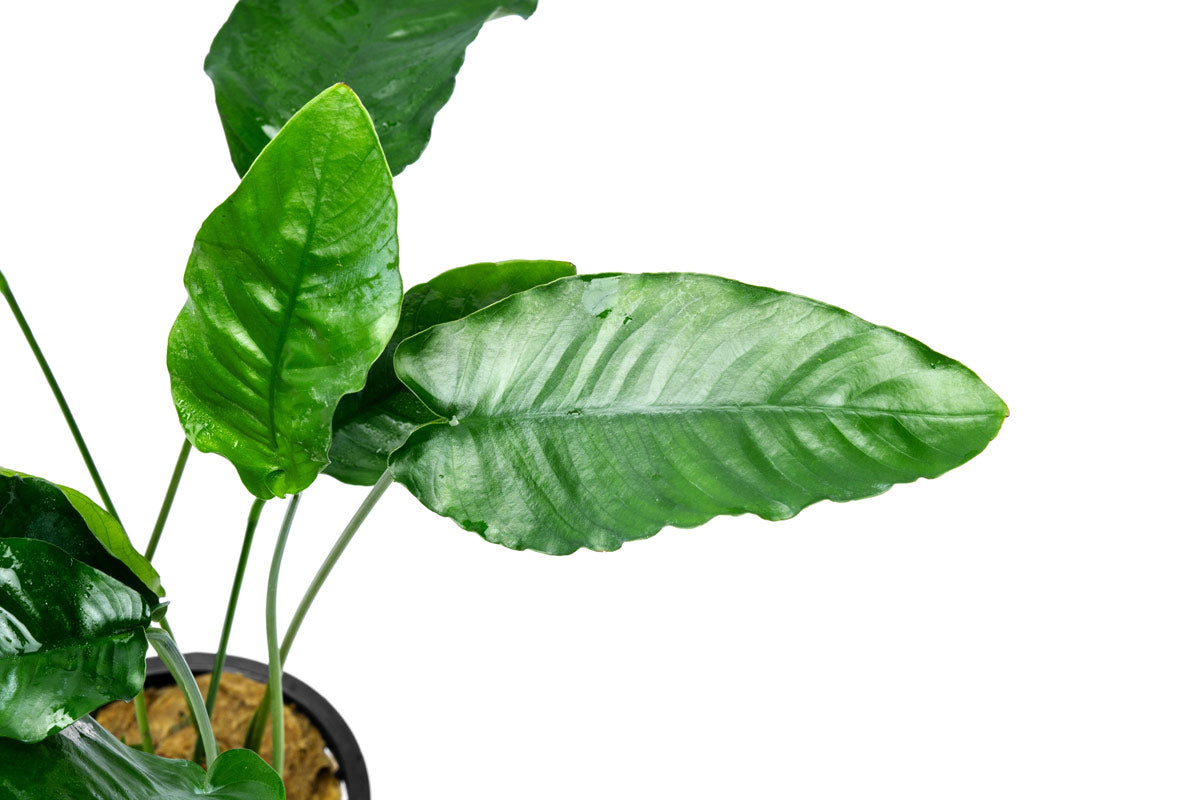 Anubias Barteri Live Aquarium Plant - Large Mother Plant for Fish Tanks, Aquascaping & Aquatic Gardens | Perfect for Beginners & Low Light Aquariums
