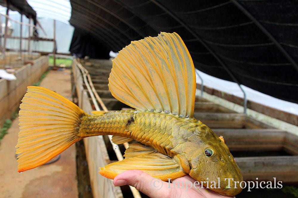 Hypostomus Luteus (Phase 3) - Premium Aquarium Pleco Fish for Freshwater Tanks | Perfect for Community Aquariums & Fish Breeding
