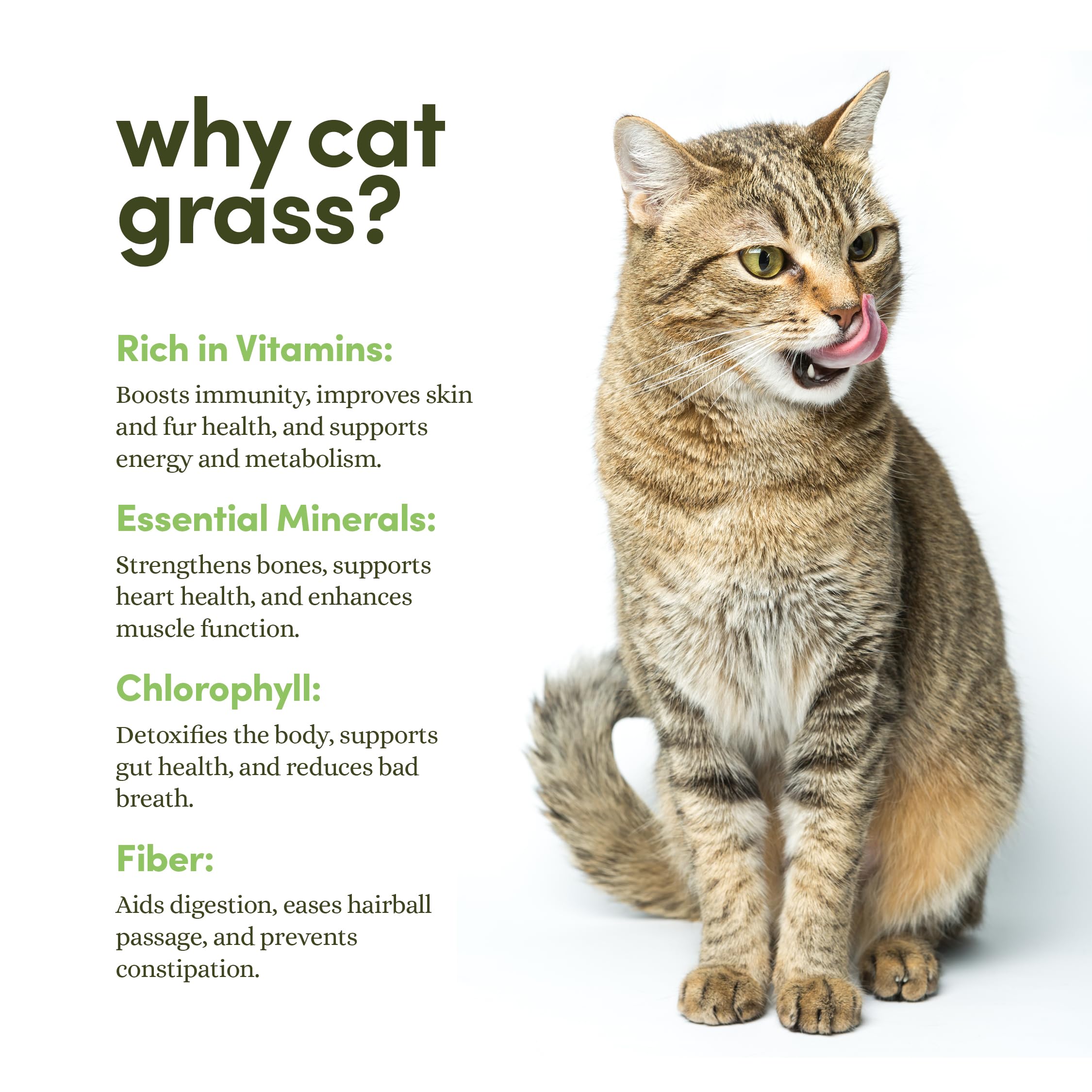 Organic Cat Grass Growing Kit for Indoor Cats - 3 Pack with Premium Seeds & Soil - Healthy Pet Grass Planter for Digestive Health - Perfect Gift for Cat Lovers (Use for Play, Digestion & Stress Relief)