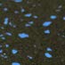 Blue Dot