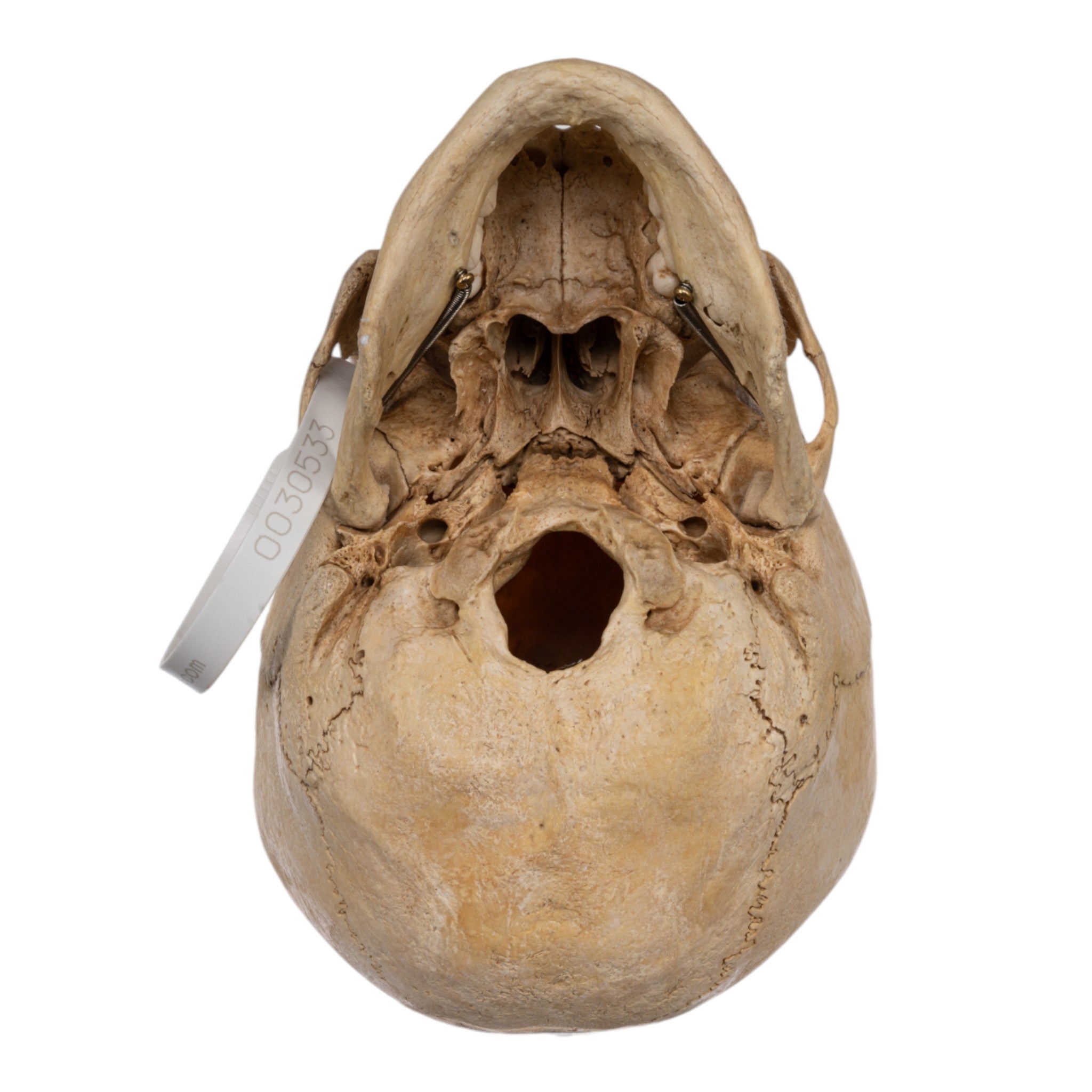 Authentic Real Human Child Skull Replica - Medical Study, Anatomy Education & Halloween Decor
