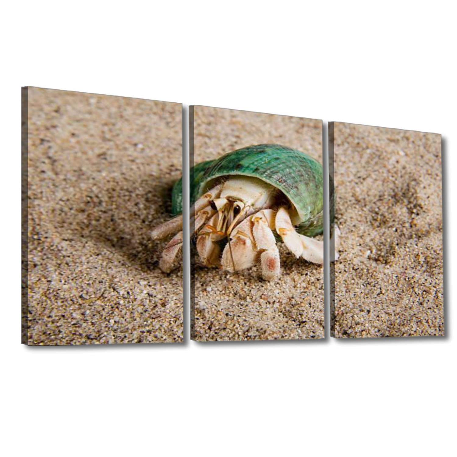 Hermit Crab Wall Art - Framed Canvas Print for Home Decor, Ready to Hang | Beach Theme Living Room & Bathroom Decorations