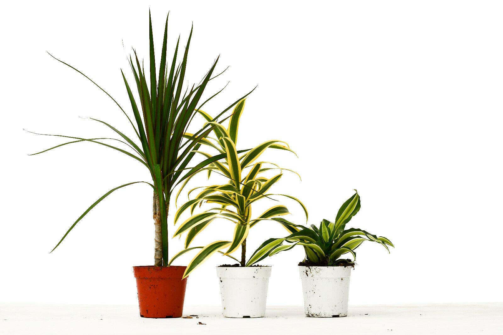 3 Different Dracaenas Variety Pack - Live Indoor House Plants in 4