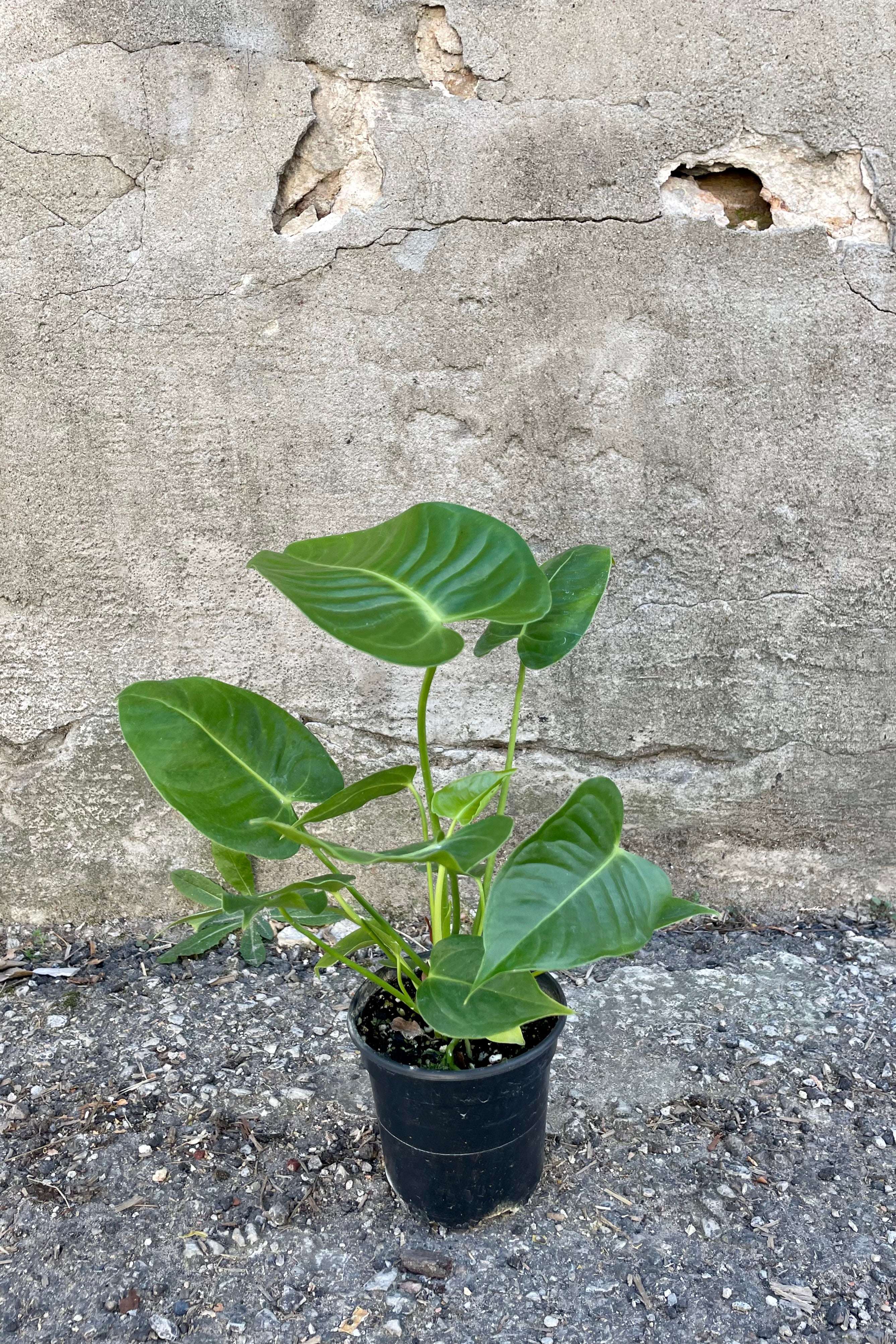 Anthurium Veitchii King - Rare Tropical Houseplant for Indoor Gardens, Home Decor & Plant Enthusiasts | Perfect for Living Rooms, Offices & Greenhouses