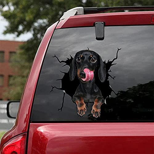 Dachshund a