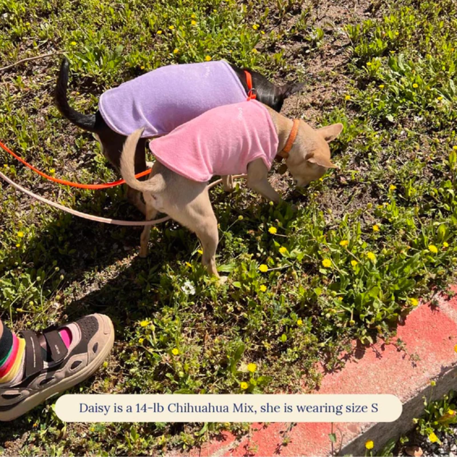 Little Beast Dog Clothes for Small/Medium/Large Dogs - Purple Shirt for Outdoor Walks