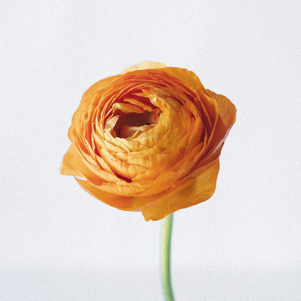 Bahama Mama Italian Cloony Ranunculus Flowers - Beautiful Artificial Silk Floral Arrangement for Home Decor, Wedding Centerpieces, and Party Decorations