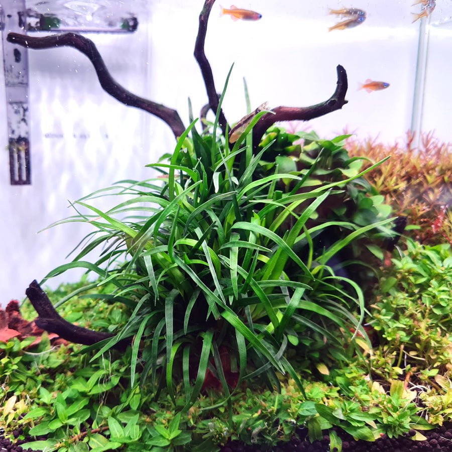 TCulture Eriocaulon 'Vietnam' Aquatic Plant - Live Freshwater Aquarium Plant for Fish Tank Decor (Pot) | Perfect for Aquascaping, Shrimp Tanks & Natural Aquatic Environments